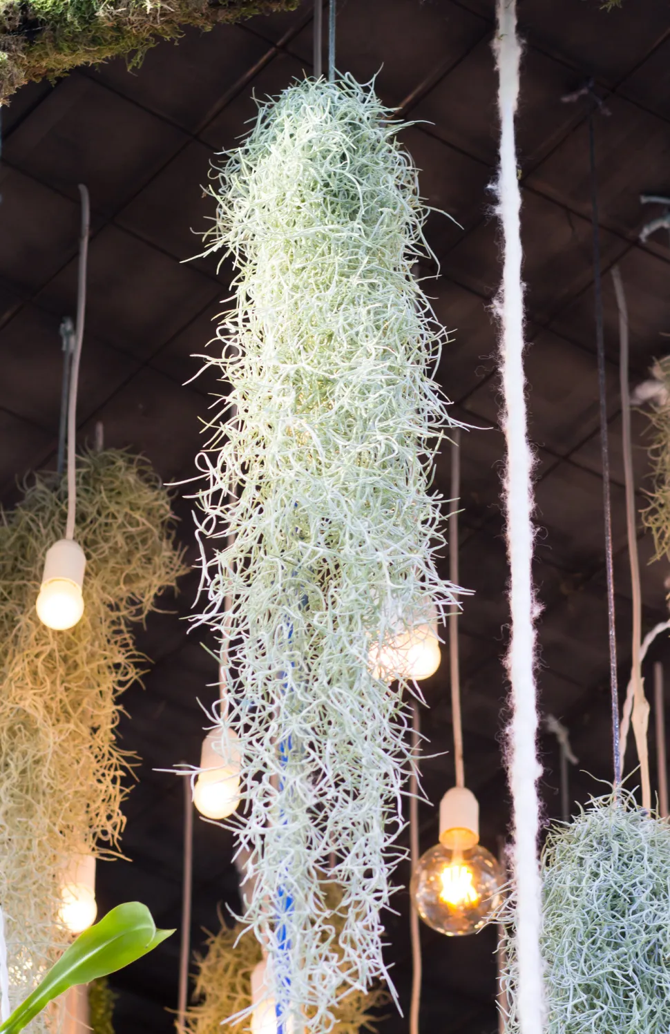 Many macabre legends explain the appearance of Spanish moss. Photo by Maja Dumat / Flickr