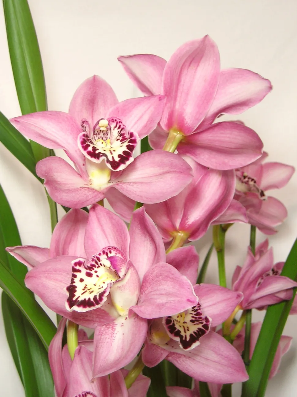 Con sus colores y dibujos, las flores de la Cymbidium son todo menos ordinarias - Foto de Maja Dumat / Flickr