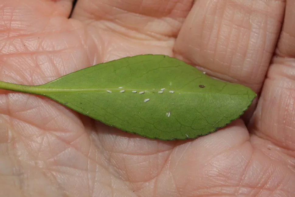 Le cocciniglie non vanno in letargo - Foto di Steve McWilliam / iNaturalist