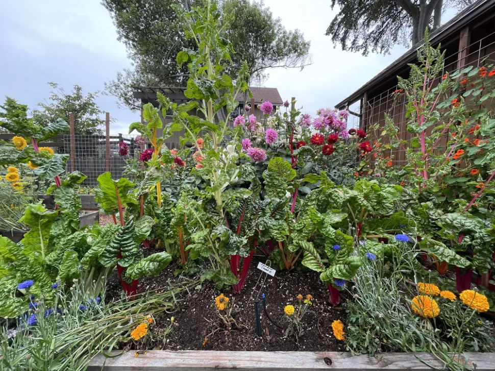 Flowers are always a vegetable garden's ally - Photo by Sarah Stierch / Flickr