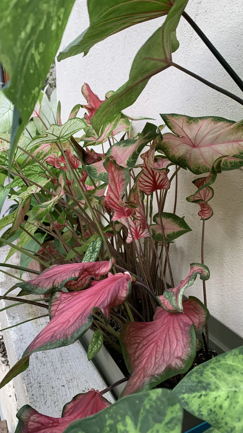 In de zomer genieten Alice's caladiums van de zon in de tuin.