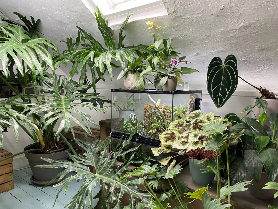 Uma (pequena) parte da coleção de plantas da Solène