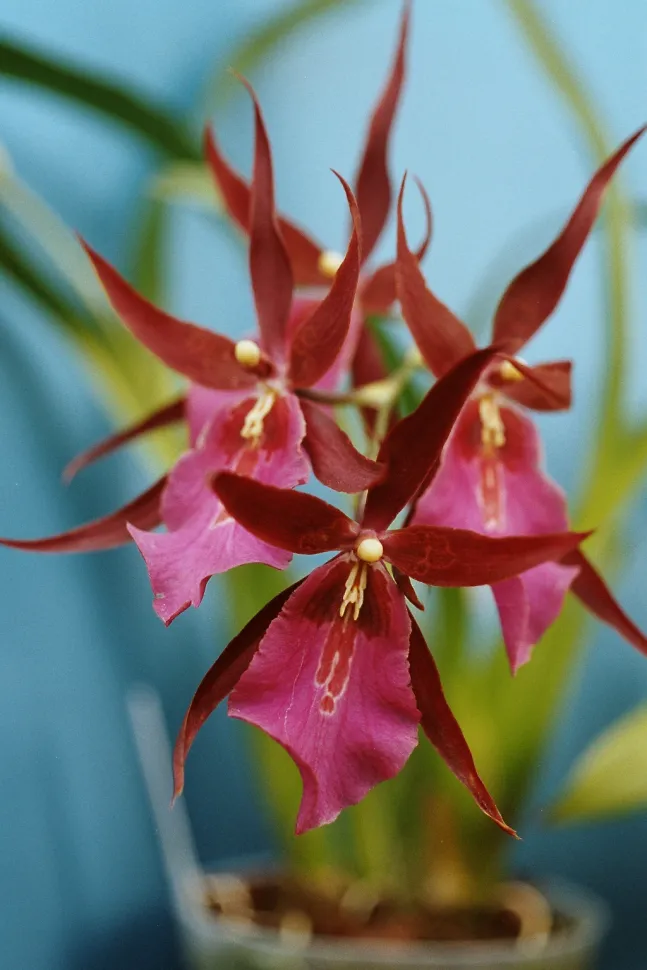 I fiori dell'orchidea Miltonia richiedono un po' di impegno – Foto di Arne e Bent Larsen / Wikipedia