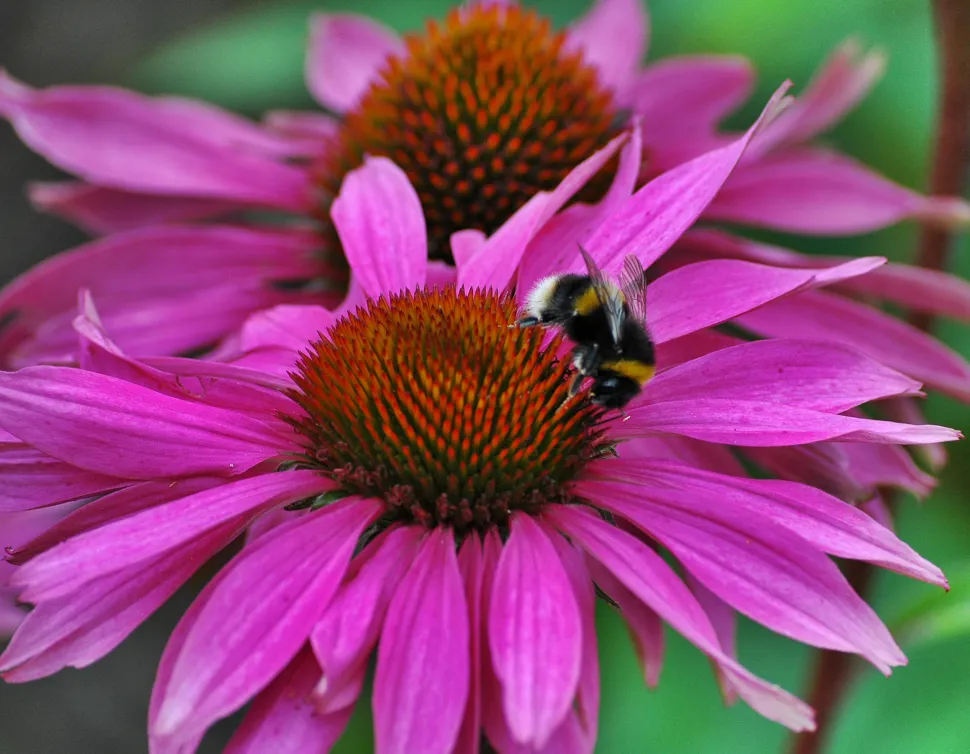 Echinacea purpurea, the nectar dispenser - Photo by Donnchadh H. / Flickr