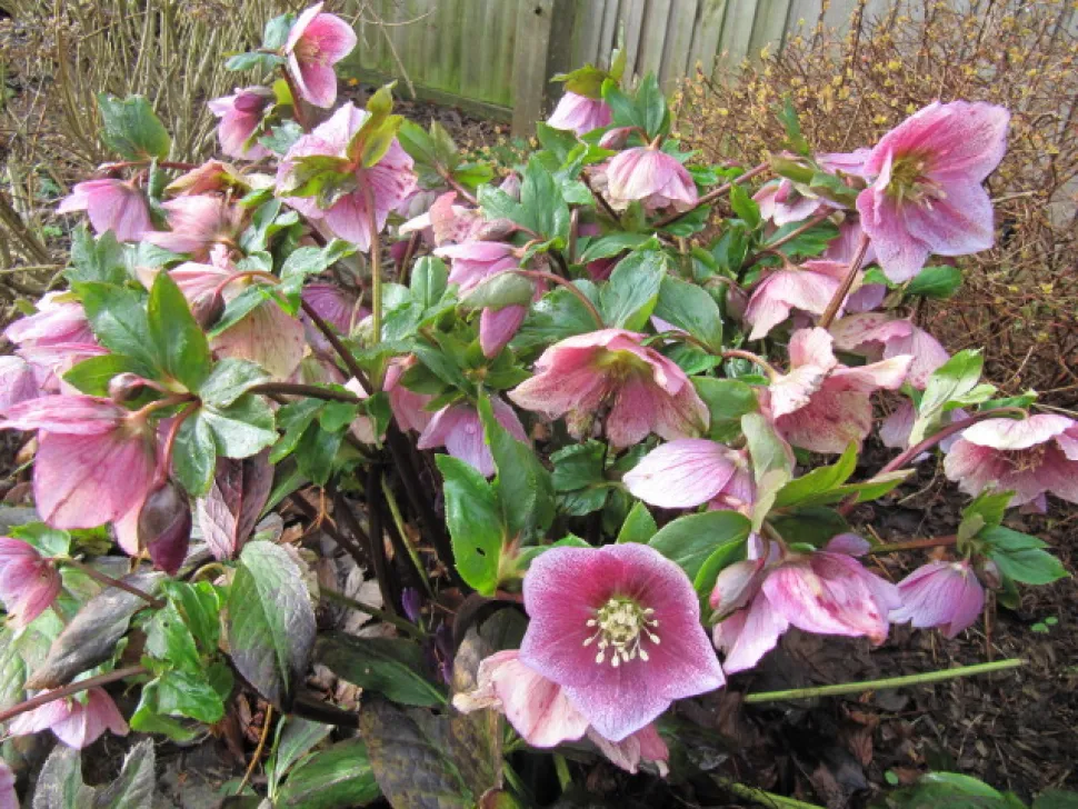 Sie können Helleborus in Töpfen oder im Freiland pflanzen - Foto von Leonore (Ellie) Enking / Flickr