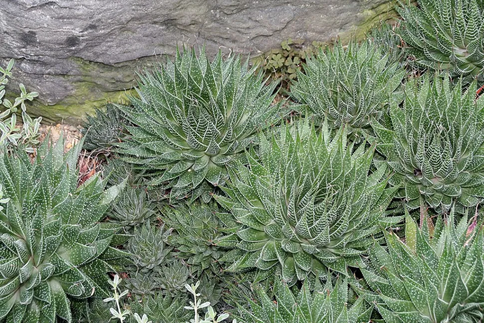 In tegenstelling tot Haworthiea heeft Aloë doornige bladeren - Foto door David J. Stang /Wikipedia