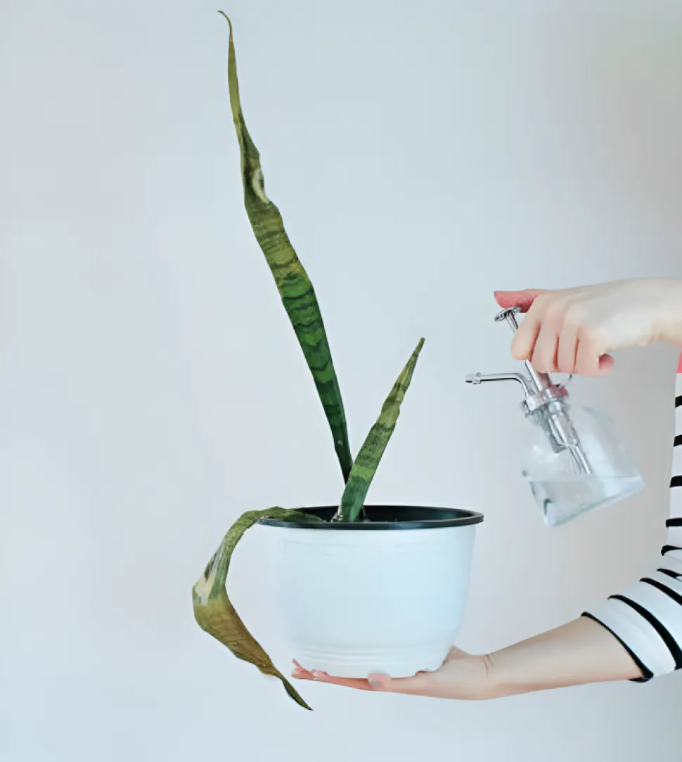Besproeien is niet erg effectief, vooral niet voor vetplanten. Foto door Danica Jacovjevic