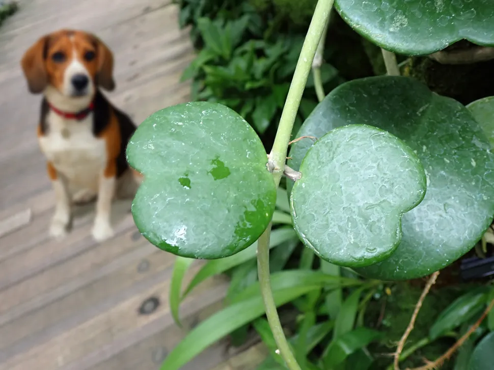 There's no toxic love lost between animals and the Hoya kerrii - Photo by M108t / Wikipedia
