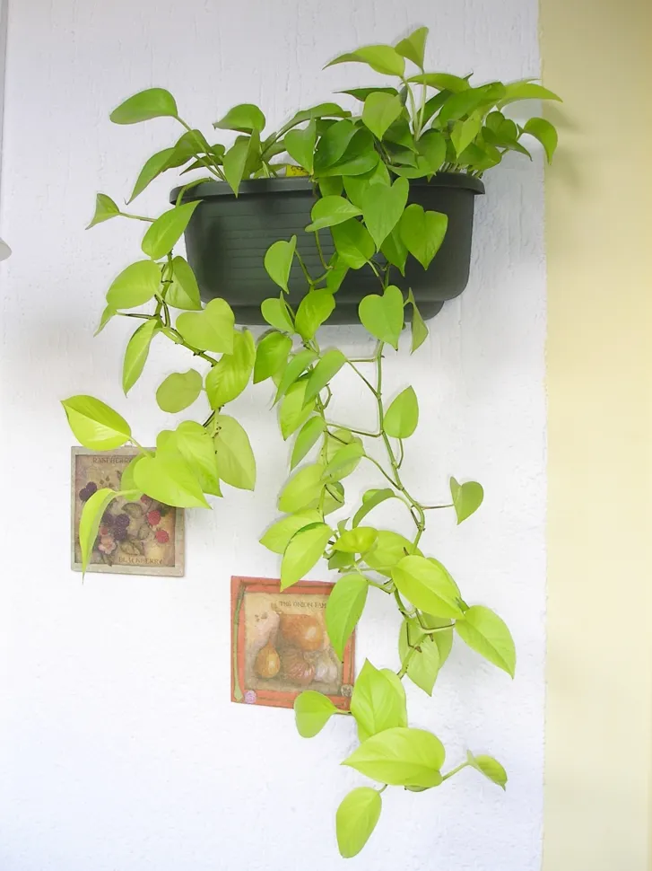 De hangende ranken van de Neon Pothos zijn ideaal als hangplant – Foto door Maja Dumat – Flickr