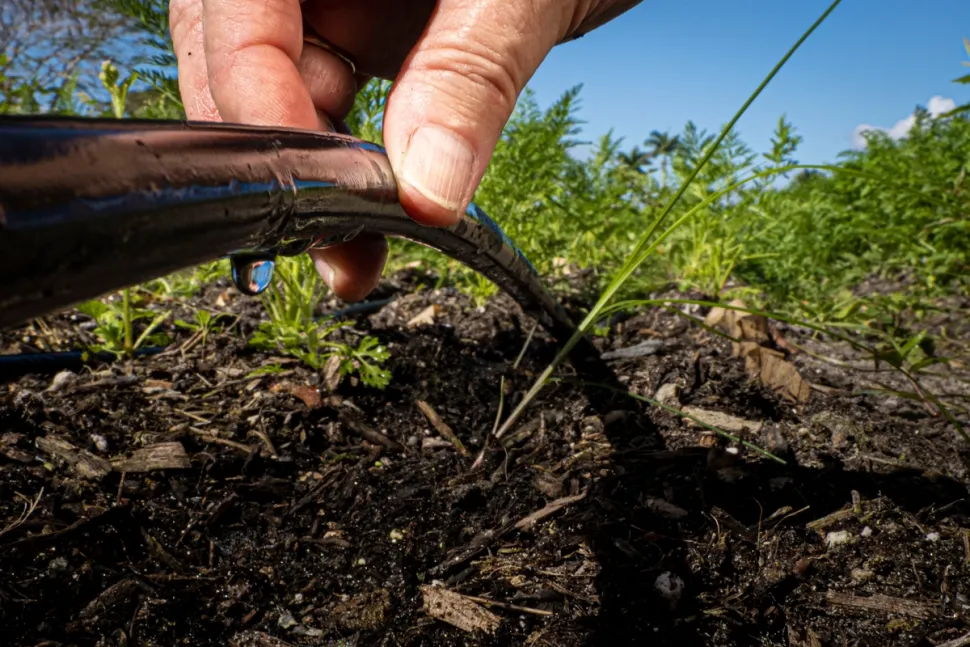 A drilled pipe is used to distribute water in a drip system - Photo by Preston Keres /Rawpixel