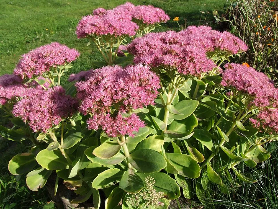 Havetorn blomstrer i slutningen af sommeren. Foto af Jerzy Opiola / Wikipedia