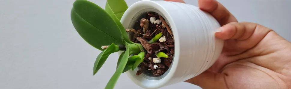 Elegir plantas pequeñas, el truco de Ann-Laure para tener más plantas