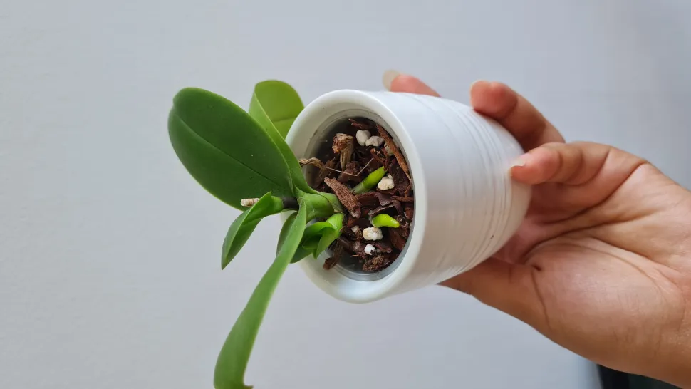 Escolher modelos pequenos, a dica de Ann-Laure para adotar mais plantas