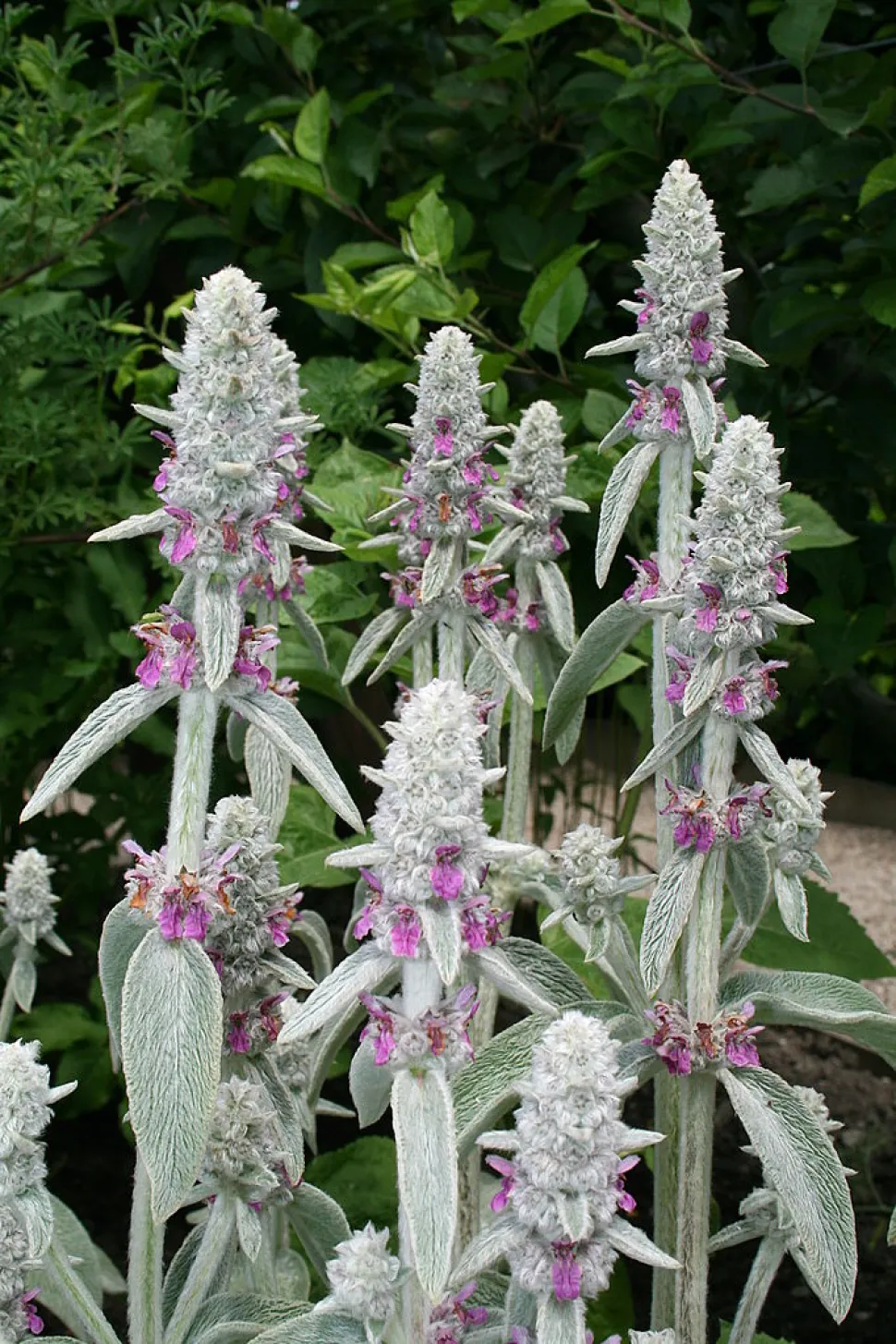 Selv blomsterstanden på Stachys byzantina ser sød ud! Foto af Jean-Pol Grandmont / Wikipedia