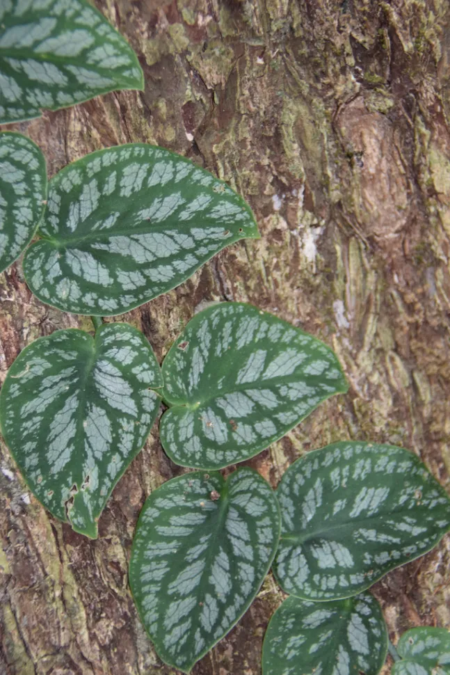 Die Monstera dubia oder die zweidimensionale Pflanze – Foto von William Stephens / iNaturalist
