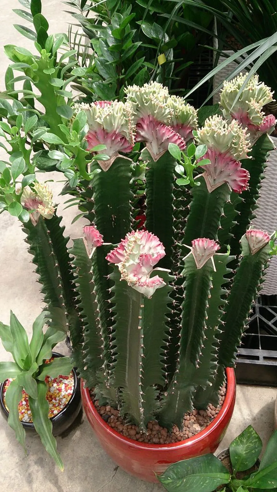 Euphorbia lactea di Mokkie