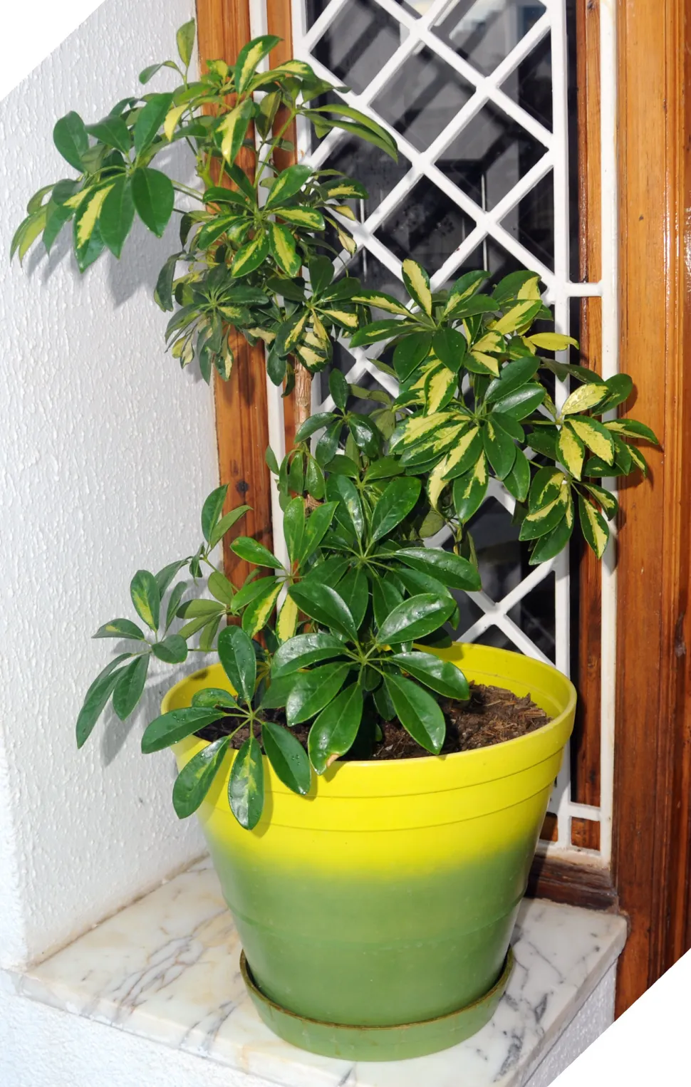 Variegated varieties require more light - Photo by Citizen 59