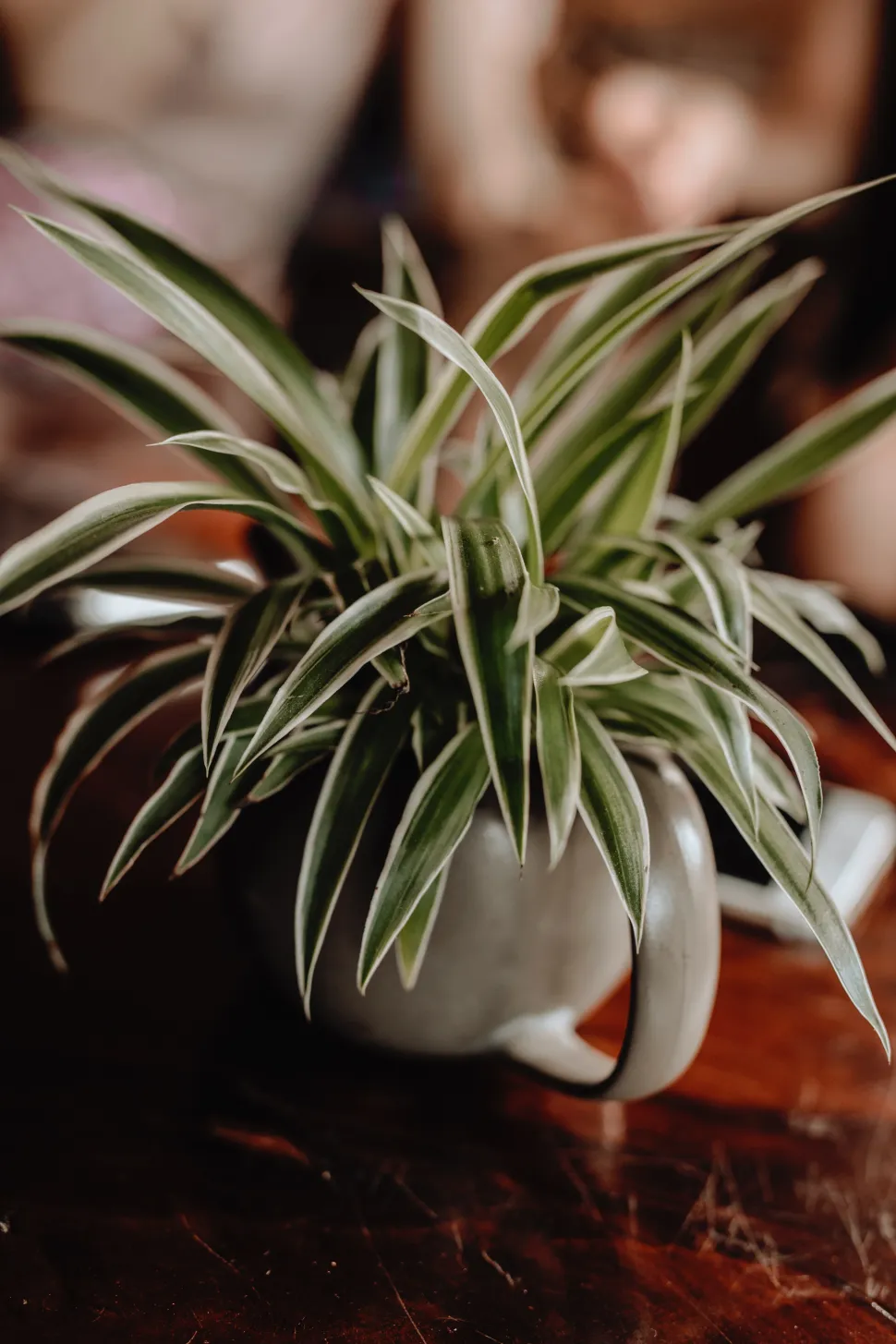 Ter um belo Chlorophytum não requer muito esforço - Foto de Hong Son - Pexels