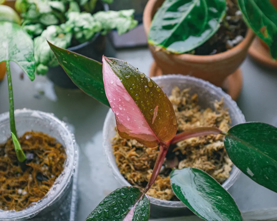 El filodendro aprecia la humedad - Huy Phan / Pexels