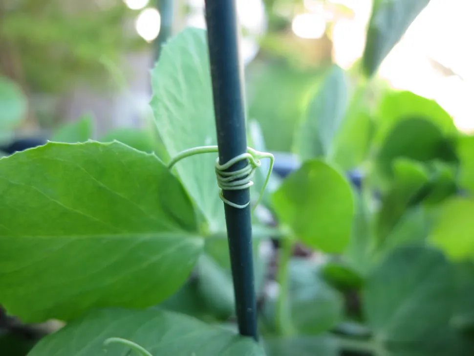 Relieved of having been able to hang its tendrils, the plant will continue to grow. Photo by Ruth Hartnup / Flickr