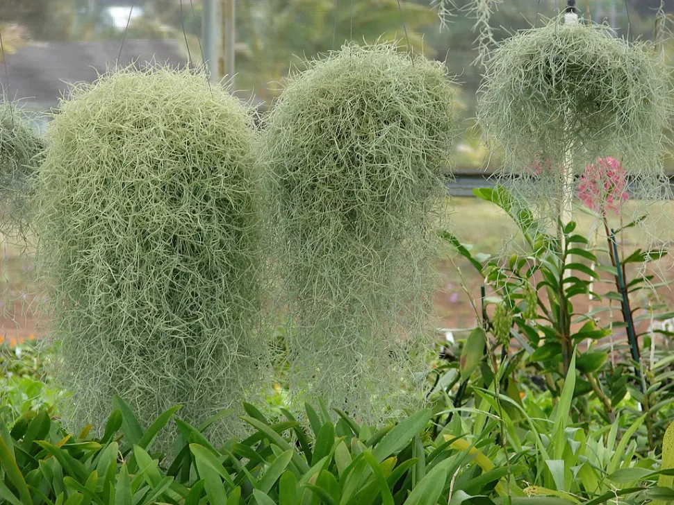 Spanish moss also makes an excellent Cousin Machin / Photo by Forest & Kim Starr/ Flickr