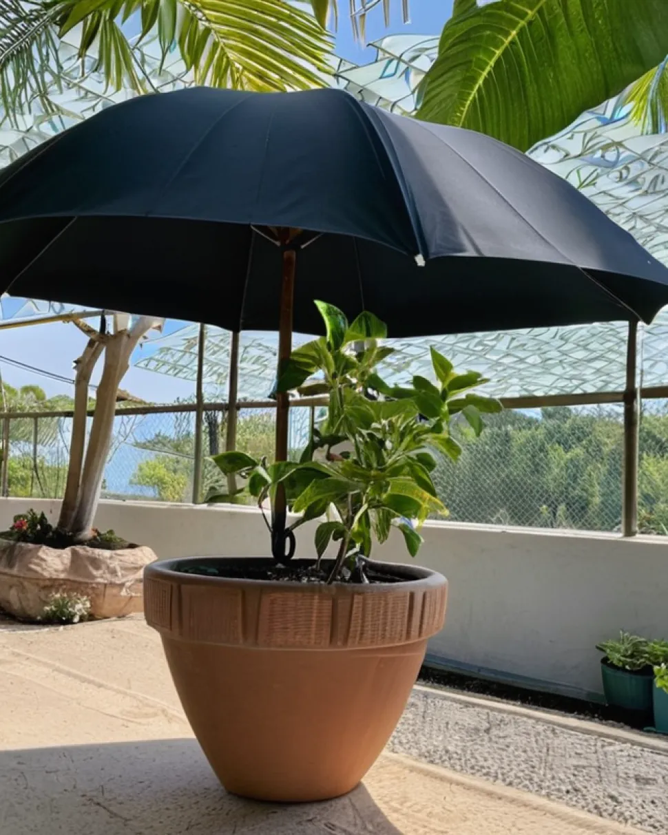 Any way you can to put your plant in the shade
