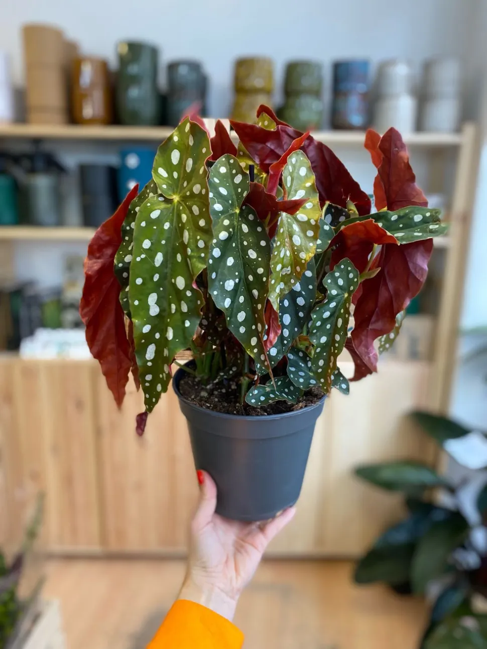 Dots make a welcome change from lines and variegation - Photo by H. Kewell / Wikipedia