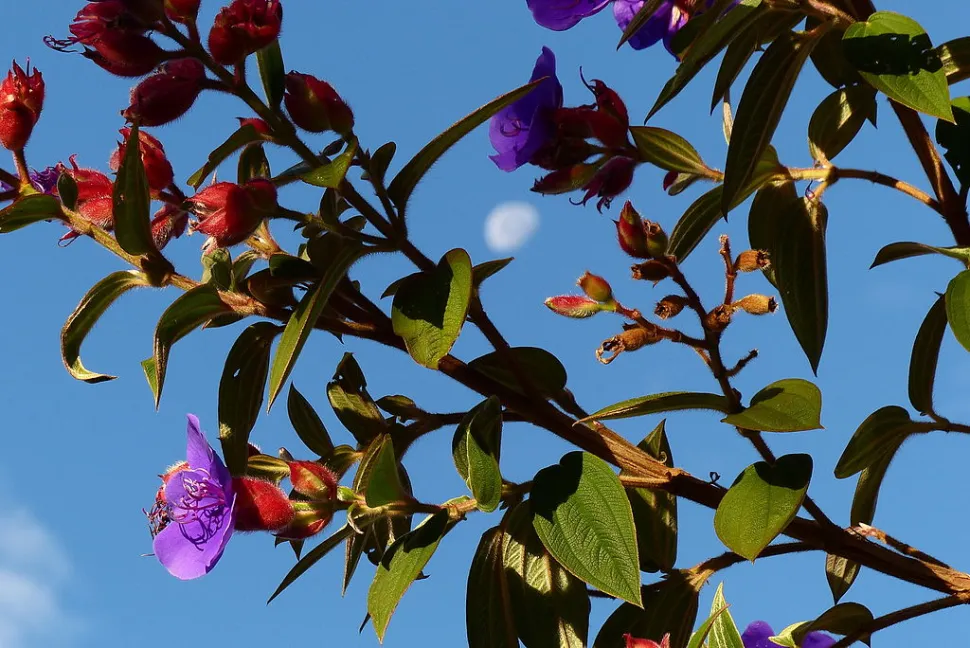 Muchos jardineros creen que la luna influye en los cultivos - Foto de Schnobby/ Wikipedia