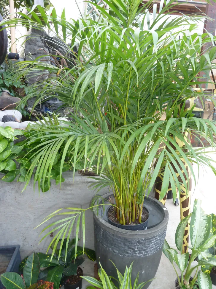 Uma luz demasiado forte pode queimar as folhas da tua Dypsis lutescens – Foto de NY State Extension Gardener