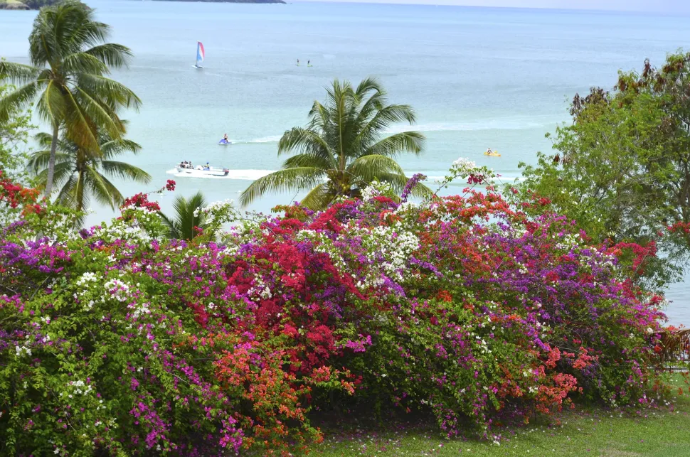 Sie können die Bougainvillea als Beetpflanze, Baum oder Kletterpflanze kultivieren.