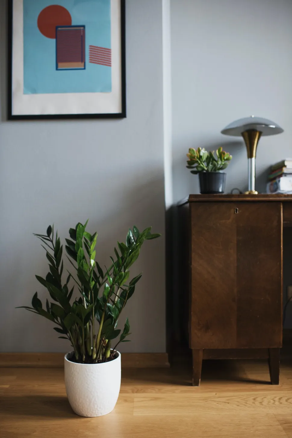 ZZ-planten er hjemme overalt. Selv i en mørk, kold gang - Foto: Ksenia Chernaya / Pexels