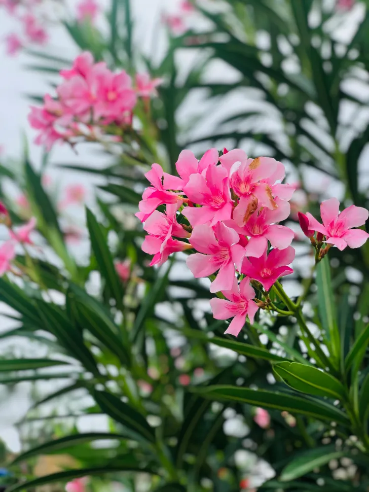 L'oleandro, un arbusto capace di decimare l'esercito di Napoleone più efficacemente delle truppe dei Tre Imperatori - Foto di Niza Shree / Pexels