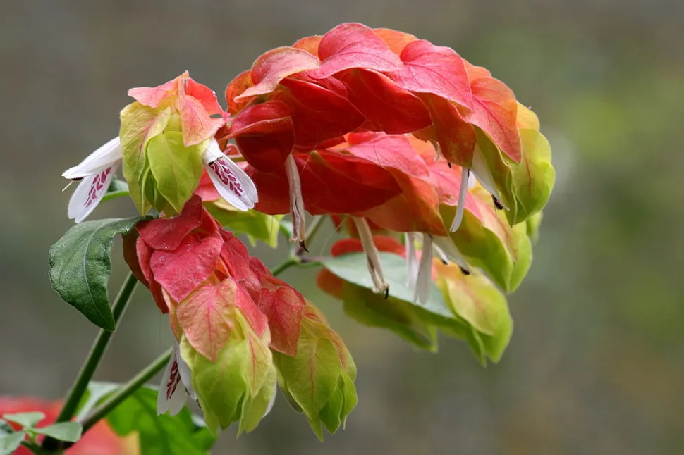 Blomsterne på Justicia brandegeeana er så smukke, at man næsten får lyst til at spise dem. Foto af Rror/ Wikipedia