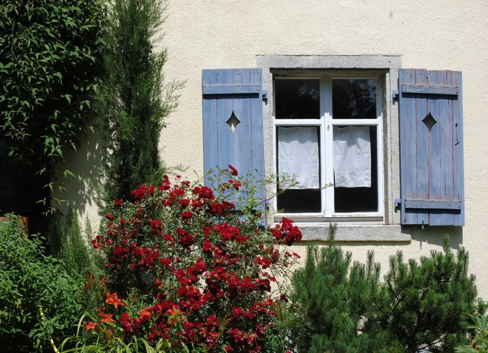Una volta che la vostra rosa ha messo radici, piantate della lavanda nelle vicinanze per tenere lontani gli afidi.