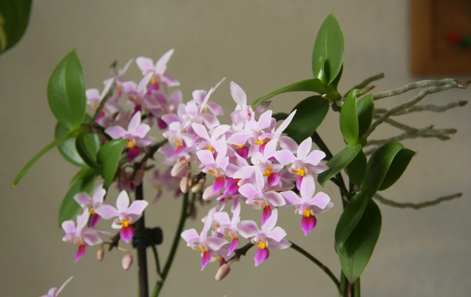 Hacer que una orquídea mariposa vuelva a florecer está al alcance de todos, incluso de los principiantes – Foto de Maja Dumat / Flickr