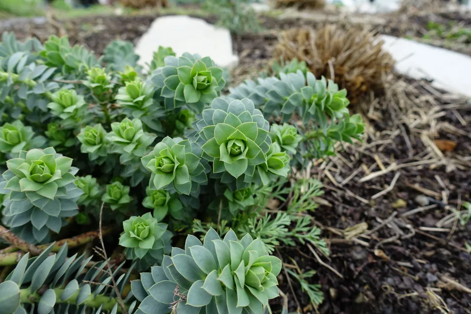 ¡Ojo! ¡La euforbia de Córcega es una planta tóxica! Foto de Guilhem Vellut /Flickr