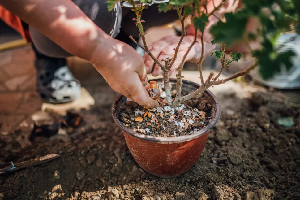 Todos sonhamos com um fertilizante eficaz, orgânico e gratuito - Foto de Ivan Radic / Flickr