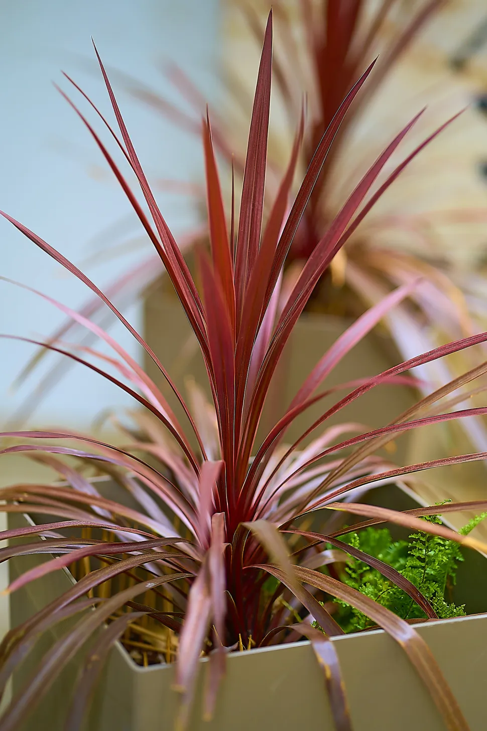 El rosa de la Cordyline australis no pasa desapercibido - Foto de George E. Koronaios / Flickr