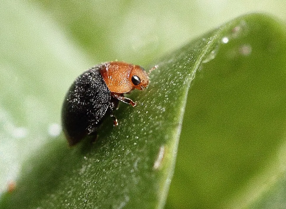 As well as being effective against mealybugs, the Australian ladybug is adorable - Photo by Holger Casselmann / Wikipedia