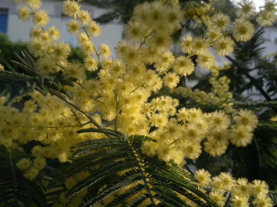 Las flores de mimosa también son perfectas para hacer ramos - Foto de Laurent Neyssensas / Flickr