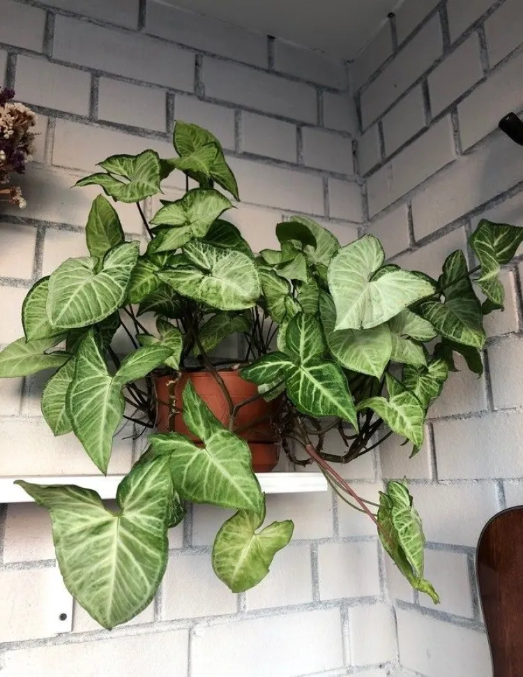 Pas op voor de Syngonium Podophyllum! Foto door Daria Daria – Plantnet