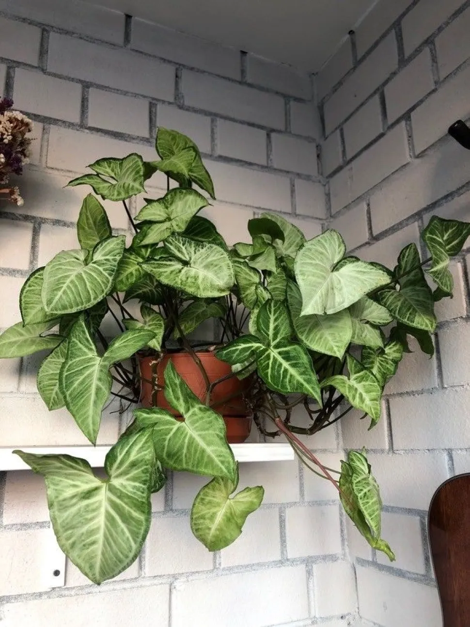 Pas op voor Syngonium Podophyllum! Foto door Daria Daria -Plantnet