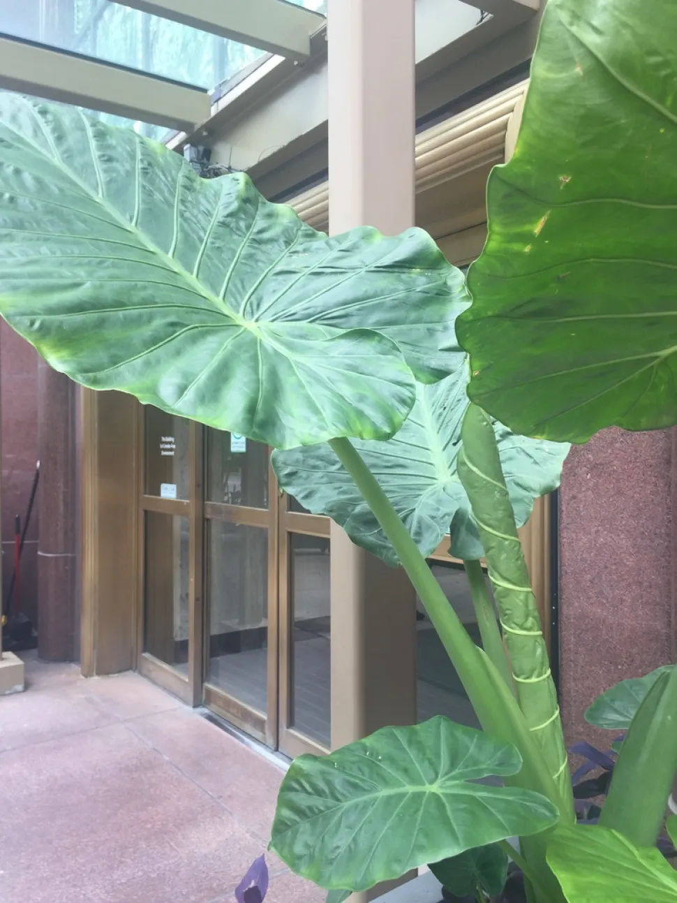 El tarot gigante es una alocasia fácil de cuidar - Foto de Paige Dansinger / iNaturalist