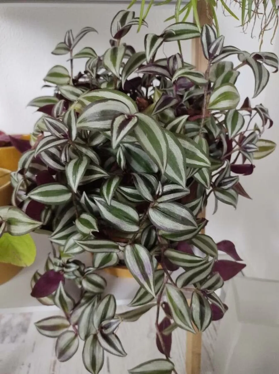 Die Misère hat purpurne, grüne, rosa oder panaschierte Blätter -Foto von Plant LðŸ’šver /Plantnet