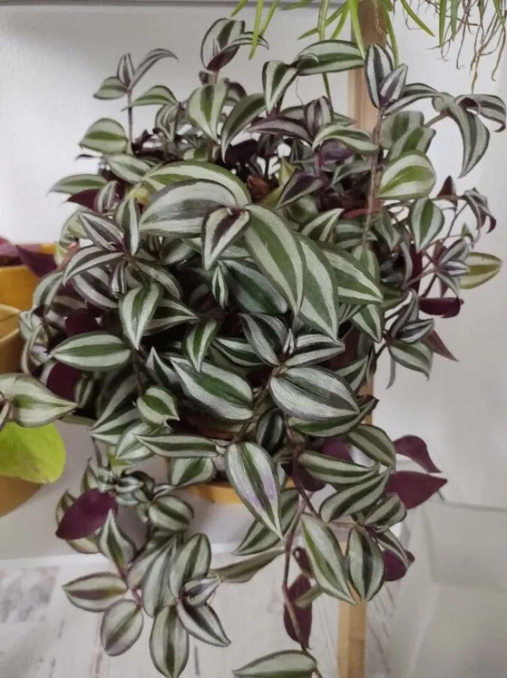 Die Miseren haben purpurfarbene, grüne, rosa oder bunte Blätter – Foto von Plant Lðver /Plantnet