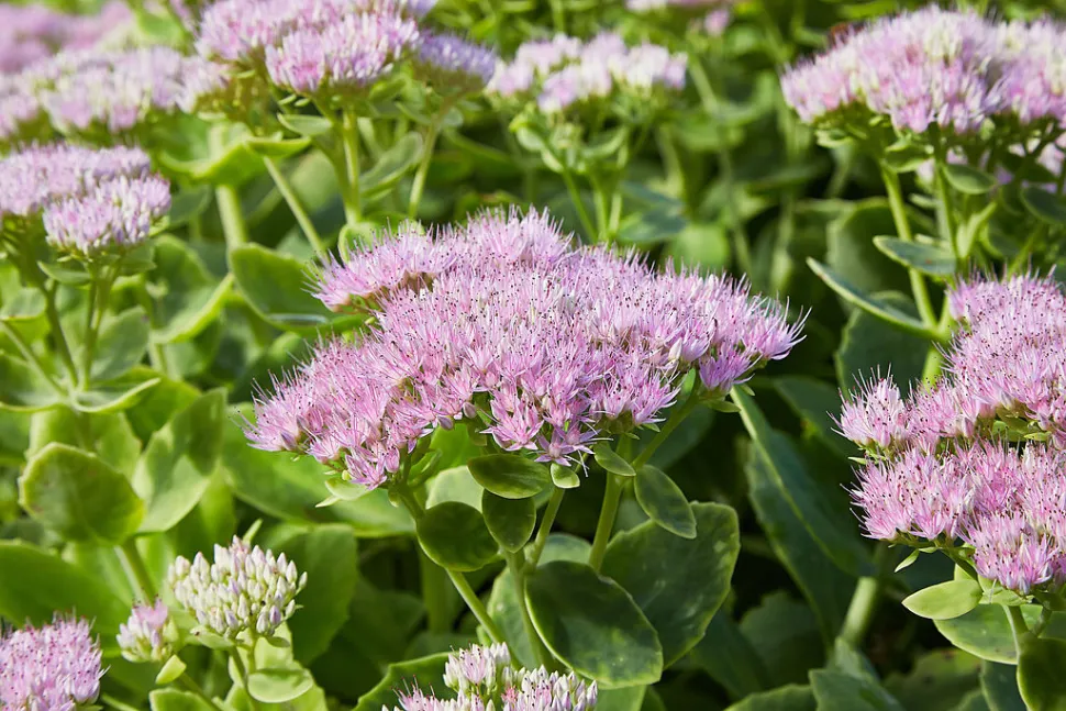 Il Sedum è una pianta grassa che vi perdonerà se dimenticate di annaffiarla.