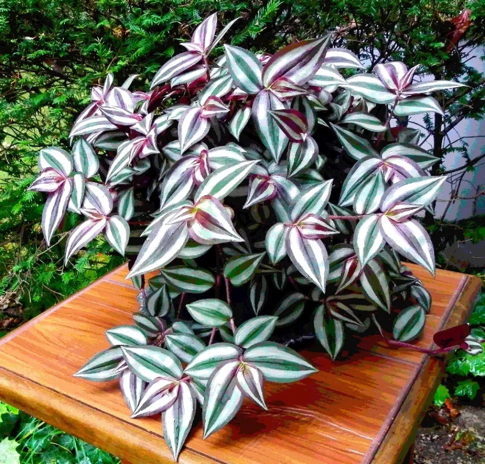 De quem foi a ideia de dar um nome tão sinistro a uma planta tão bonita? Foto de T. Voekler / Wikipedia