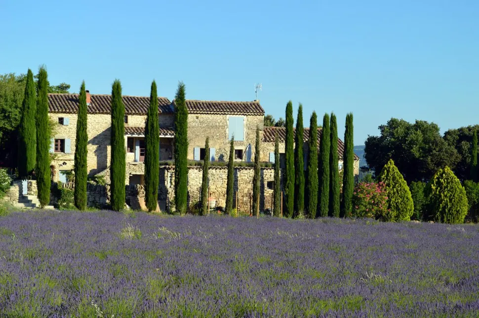 Il cipresso di Provenza è un must per ogni giardino mediterraneo.
