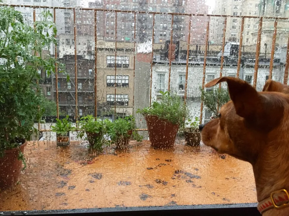 In tegenstelling tot de meeste toeristen brengen planten hun vakantie graag door in de regen - Foto door Stacie / Flickr