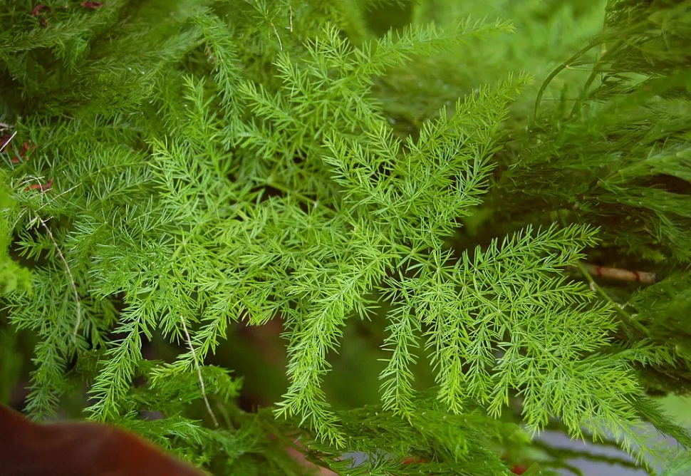 The cladodes look like leaves but are actually branches - Photo by Ram Man / Wikipedia